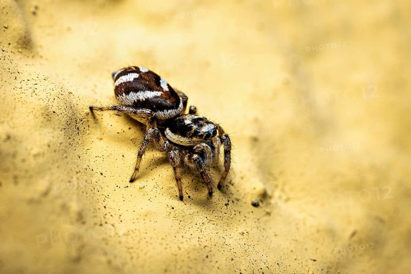 Close-up of a jumping spider on a sandy yellow background, the wall zebra jumping spider (Salticus scenicus) Herleshausen, Hesse, Germany