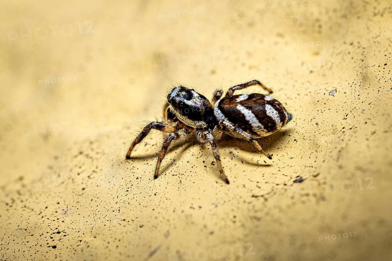 Close-up of a jumping spider on a yellow textured surface, the wall zebra jumping spider (Salticus scenicus) Herleshausen, Hesse, Germany