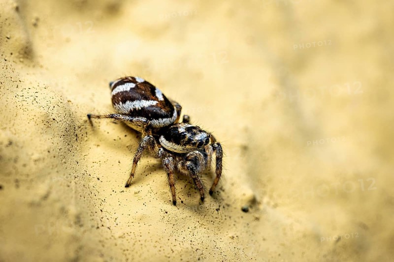 Jumping spider in close-up on a yellow sandy surface, the wall zebra jumping spider (Salticus scenicus) Herleshausen, Hesse, Germany