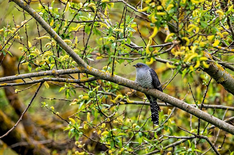 Cuckoo resting on a branch in a lively spring environment with green and yellow foliage, The cuckoo (Cuculus canorus) Herleshausen, Hesse, Germany