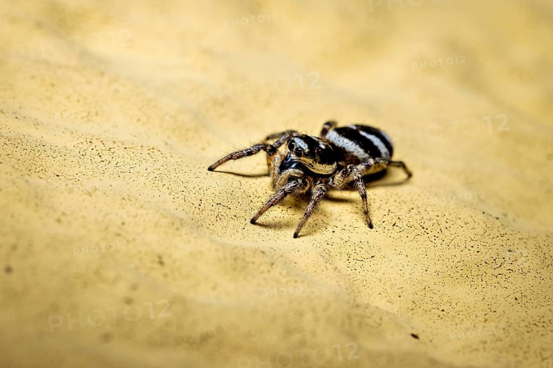 Macrophotograph of a small spider on a textured yellow ground, the wall zebra jumping spider (Salticus scenicus) Herleshausen, Hesse, Germany