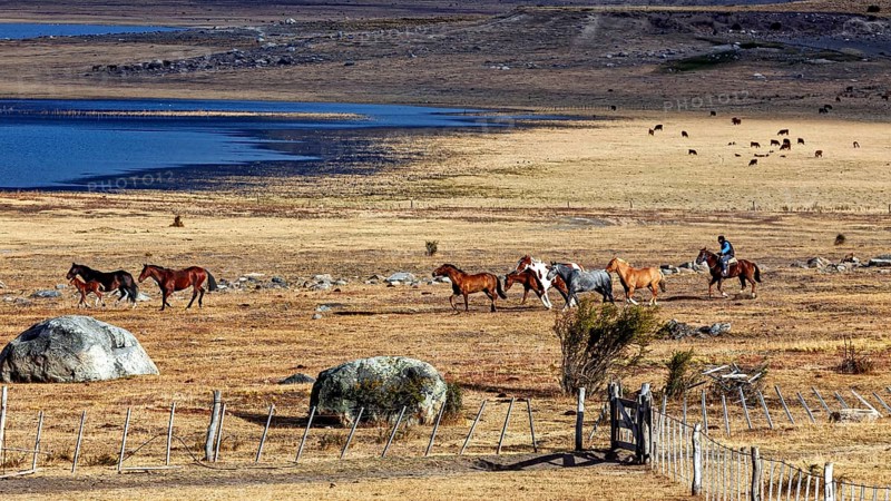 Rider leads group of horses through open steppe landscape by the lake, A gaucho with his horses in the landscape of Patagonia in Argentina