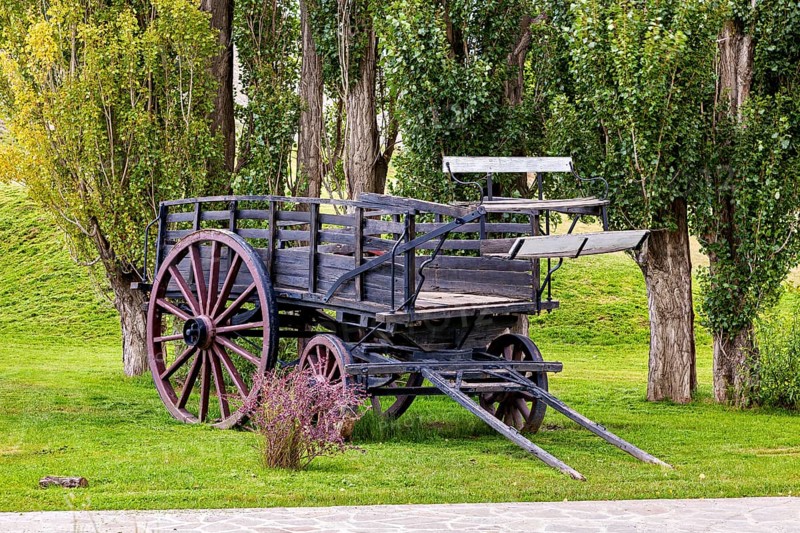 Old wooden wagon nestled between tall trees in green surroundings, historic horse-drawn wagon or carriage with wagon wheels in Patagonia