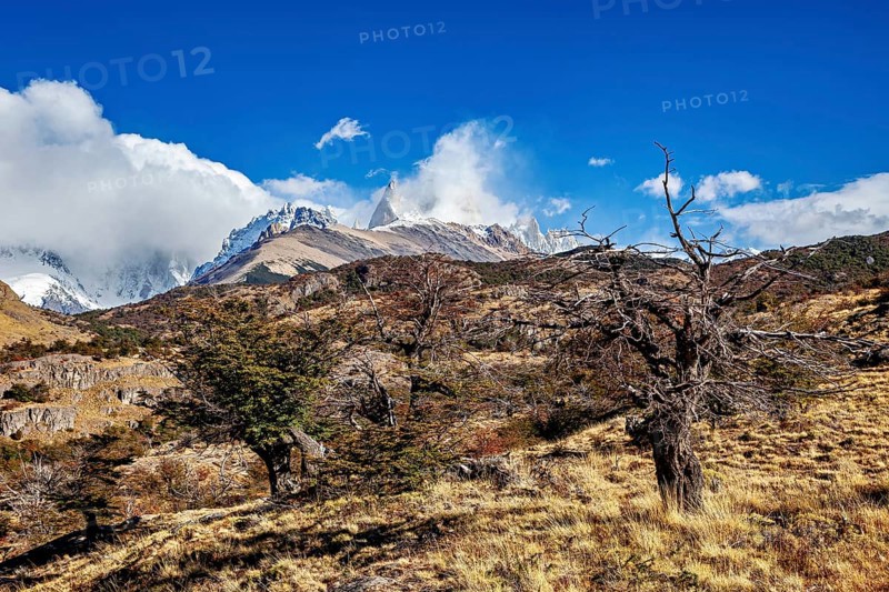 Dry tree in a vast alpine landscape with impressive mountain peaks, The Patagonian landscape near El Chalten in Argentina