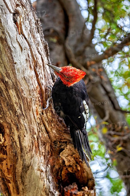 Woodpecker with red head and black body sitting on a tree trunk in a forest, A Magellanic Woodpecker in the forests of Patagonia (Campephilus magellanicus)
