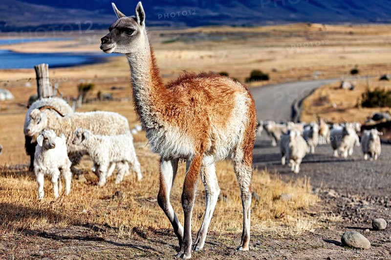 A young llama stands at the side of the road while a herd of sheep can be seen in the background, Alpacka with goats and sheep in Patagonia