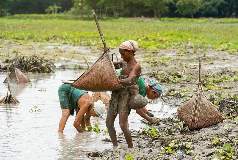 BAKSA, INDIA- JULY 12: Tribal women engage in traditional fishing using Jakoi, a bamboo fishing tool, in a shallow wetland in Baksa, India on July 12, 2025
