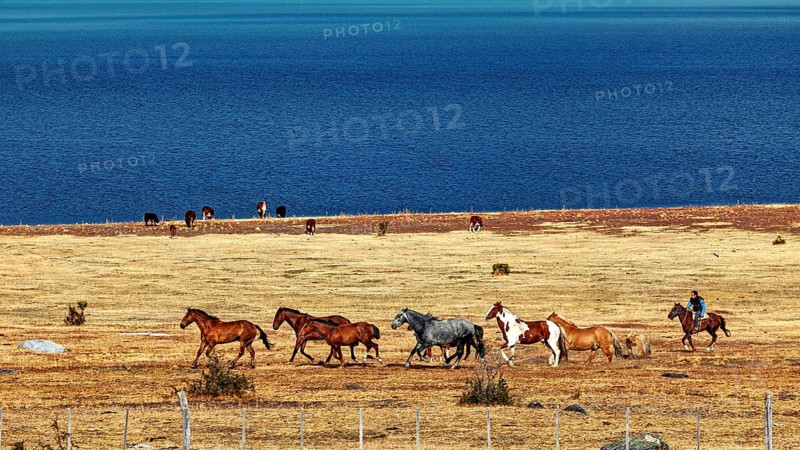 Horses move along the lakeshore in a wide, stony steppe, A gaucho with his horses in the landscape of Patagonia in Argentina