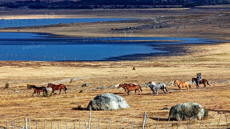 Rider drives herd of horses through dry steppe along the blue lake, A gaucho with his horses in the landscape of Patagonia in Argentina
