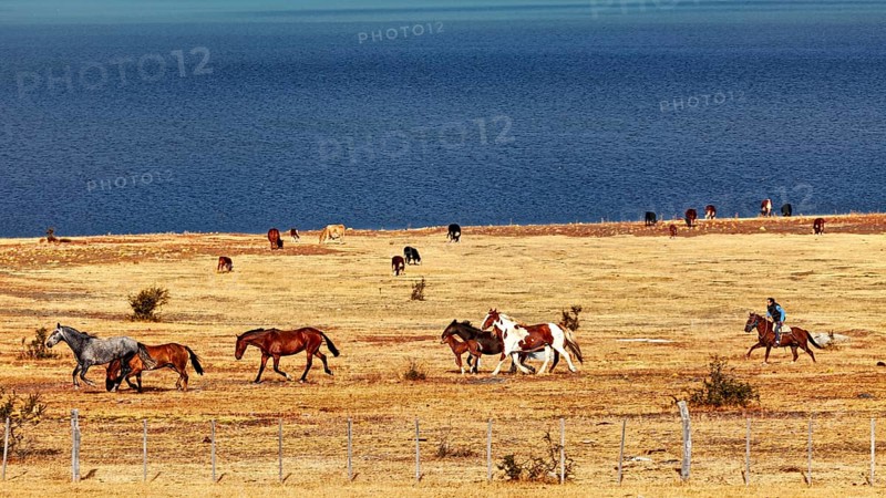 Rider with a herd of horses in a vast steppe landscape by a blue lake, A gaucho with his horses in the Patagonian landscape in Argentina