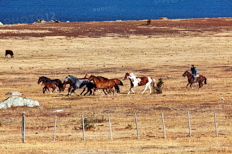 Rider accompanies herd of horses through dry, wide steppe by the lake, A gaucho with his horses in the landscape of Patagonia in Argentina