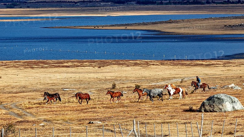 Herd of horses in a wide steppe under a blue sea and cloudy sky, A gaucho with his horses in the landscape of Patagonia in Argentina