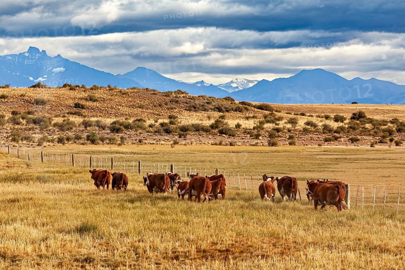 A group of cows move along a fence in a vast, mountainous landscape, A herd of cows and cattle in the landscape of Patagonia in Argentina