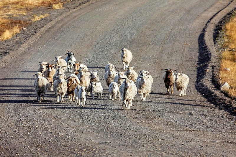 A flock of sheep walks leisurely along a remote, dusty road, A flock of goats and sheep in the Patagonian landscape in Argentina