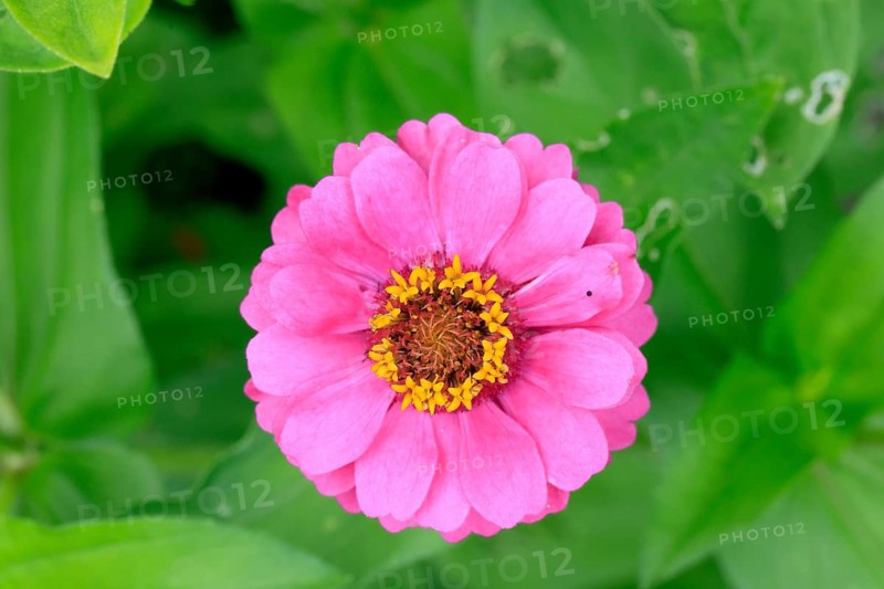 Zinnia (Zinnia elegans), flower, flowering, Germany