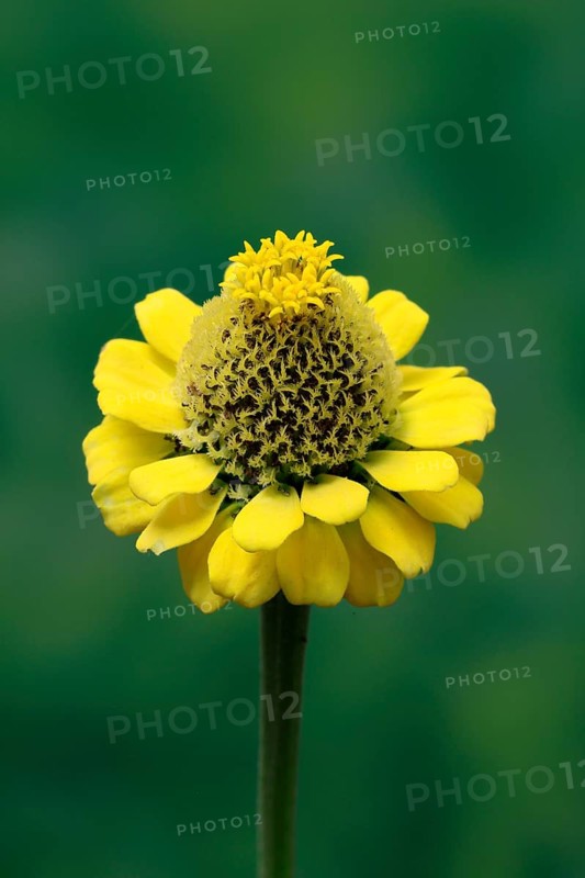 Zinnia (Zinnia elegans), flower, flowering, Germany
