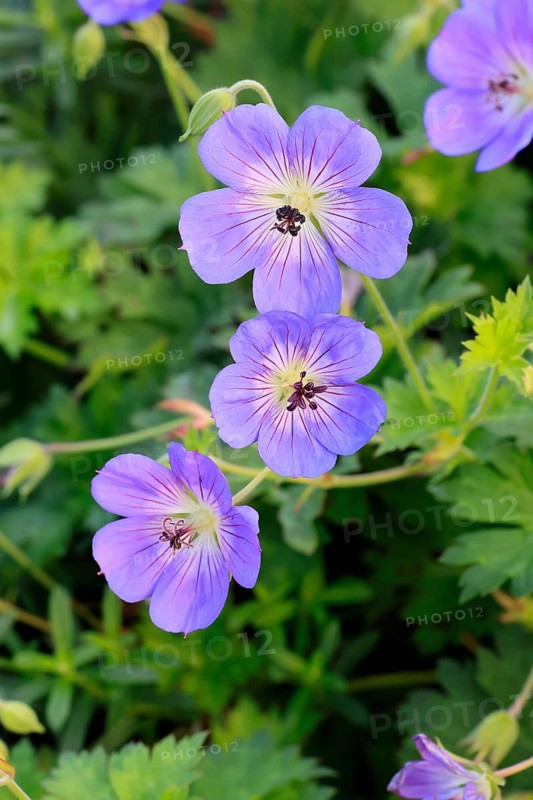 Cranesbill (Geranium cinereum), flowering, flowers, perennial plant, perennial, Ellerstadt, Germany