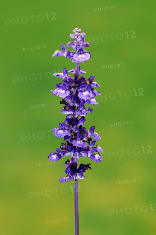 Mealycup sage (Salvia farinacea), flowering, flower, Ellerstadt, Germany