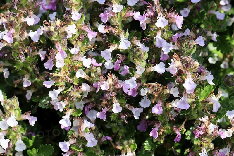 Edel-Gamander (Teucrium chamaedrys), flowering, Germany