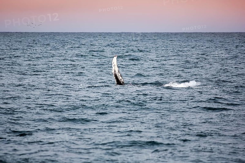 Humpback whale (Megaptera novaeangliae) swimming at the surface, pectoral fin, whale watching in Skjalfandi Bay, Husavik, Húsavík, North Iceland, Iceland