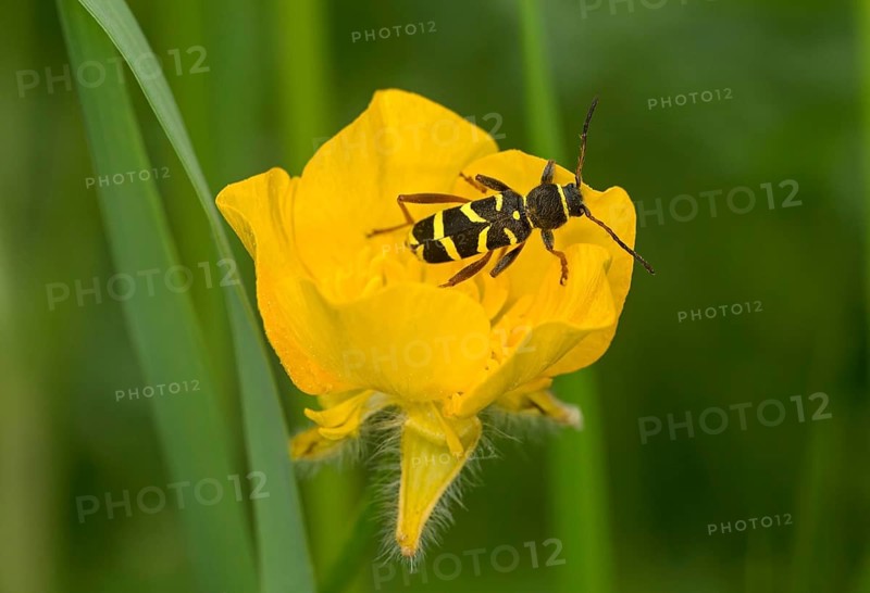 Wasp-like patterned wasp, also common wasp (Clytus arietis), wasp mimicry, Valais, Switzerland
