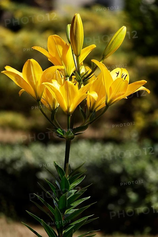 Magnificent lilies, June, Germany
