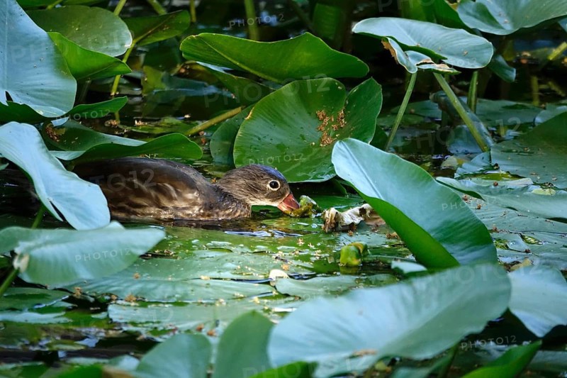 Young mandarin duck in a water lily pond, July, Germany