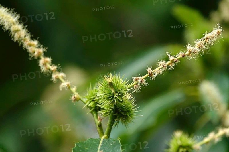 Chestnuts, July, Germany