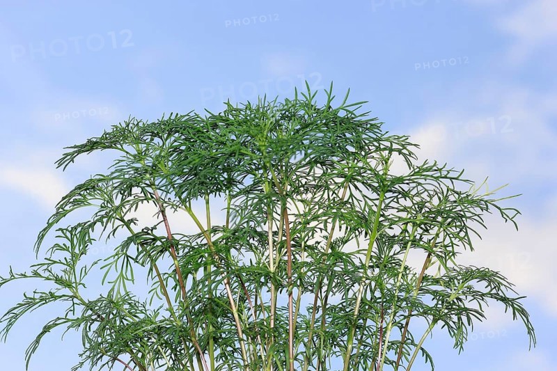 Ornamental basket 'Sensation Mix' (Cosmos bipinnatus), nine weeks after sowing, in the blue sky, North Rhine-Westphalia, Germany