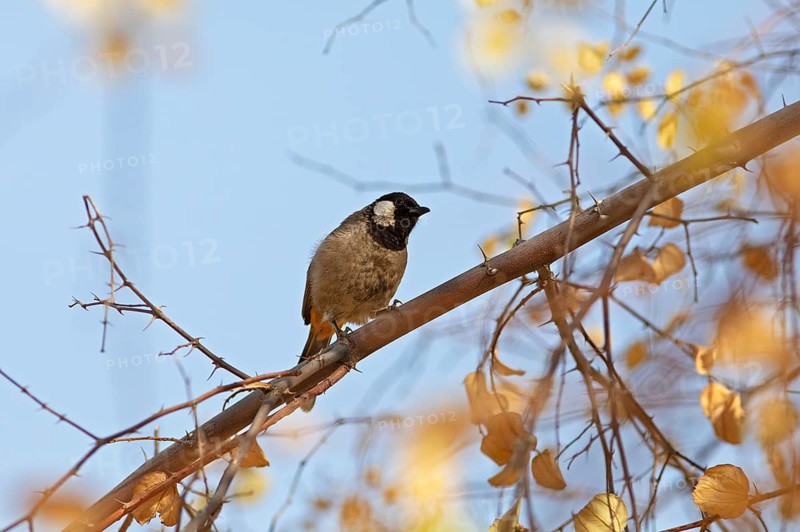 White-eared Bulbul (Pycnonotus leucotis) in the Thar Desert or Great Indian Desert, near Jaisalmer, Rajasthan, India