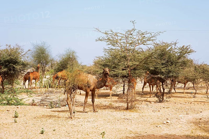 Dromedaries (Camelus dromedarius) feeding on trees in the Thar Desert or Great Indian Desert, near Jaisalmer, Rajasthan, India