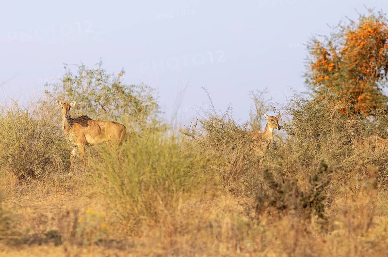 Nilgau antelope cows (Boselpahus tragocamelus) in the Thar Desert or Great Indian Desert, near Jaisalmer, Rajasthan, India