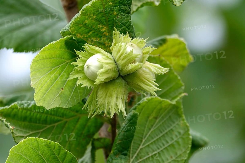 Hazelnut bush with hazelnuts, July, Germany