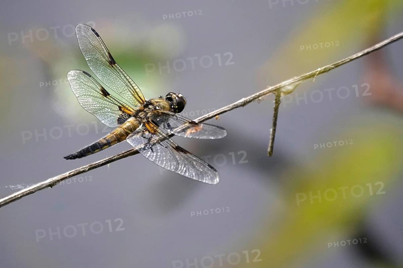 Dragonfly on a lake shore, July, Germany