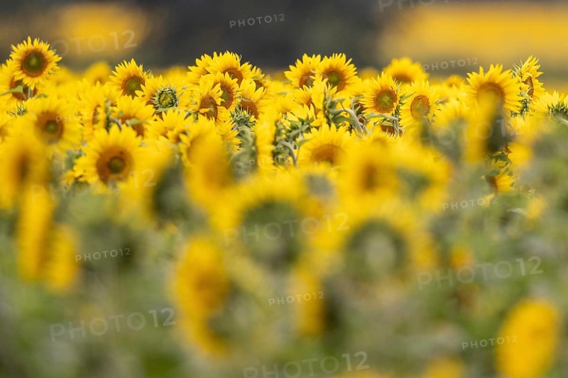 Sunflowers (Helianthus annuus), Emsland, Lower Saxony, Germany