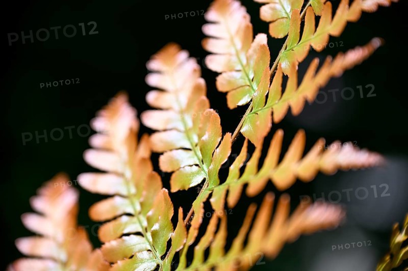 Red veil fern (Dryopteris erythrosora)