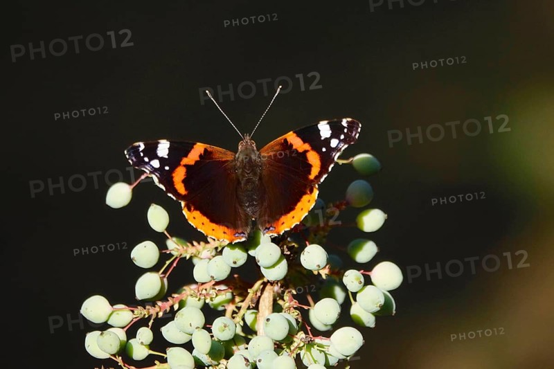 Admiral (Vanessa atalanta), June, Saxony, Germany