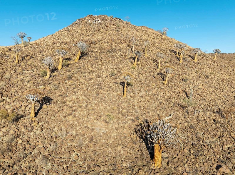 Quiver Tree (Aloidendron dichotomum). At the slope of a conical rock, a so-called Prince Albert formation. Low angle aerial view. Drone shot. Southern Namibia