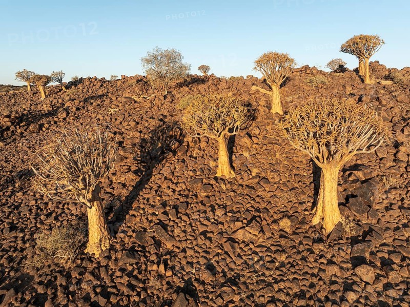 Quiver Tree (Aloidendron dichotomum). Aerial view. Drone shot. Southern Namibia