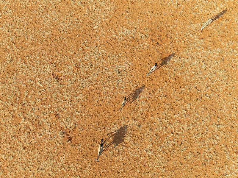 Gemsbok (Oryx gazella). Roaming an arid plain at the edge of the Namib Desert. Aerial view. Drone shot. Namibia