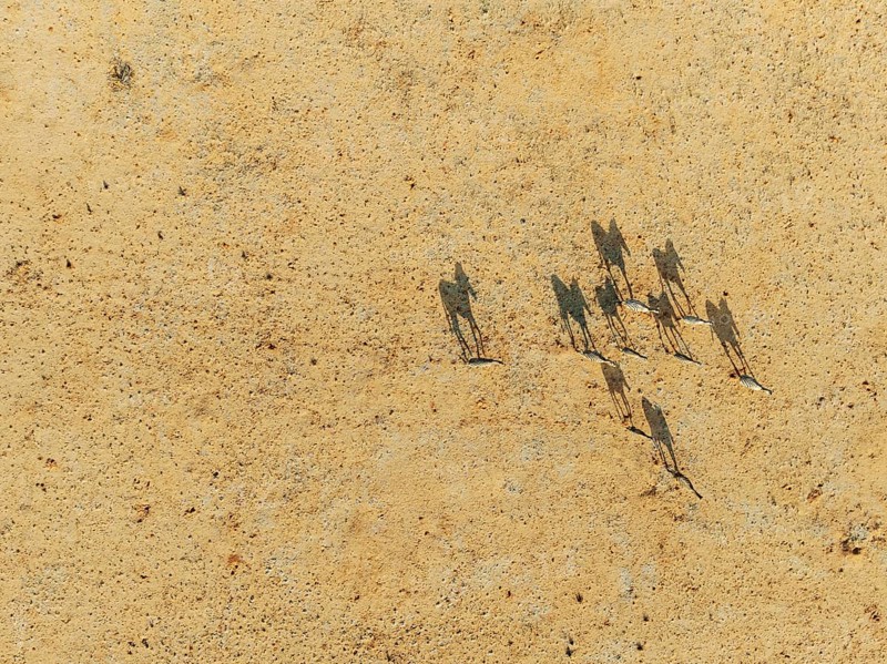 Hartmann's Mountain Zebra (Equus zebra hartmannae). Roaming an arid plain at the edge of the Namib Desert. Aerial view. Drone shot. Namibia