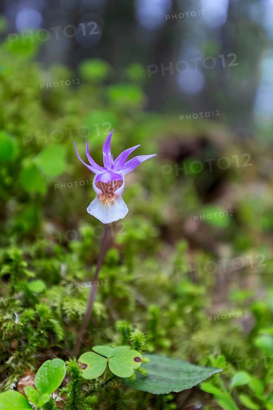 Calypso orchid, fairy slipper, Venus's slipper (Calypso bulbosa, Cypripedium bulbosum) in flower in forest, Sweden, Scandinavia