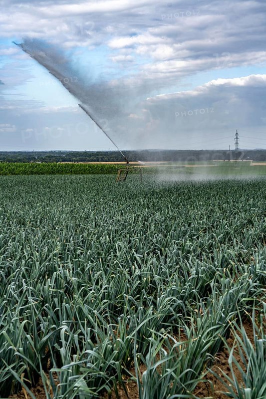 Agriculture, artificial irrigation of a field, sprinkler system, leek, leek, east of Nettetal, on the Lower Rhine, North Rhine-Westphalia, Germany