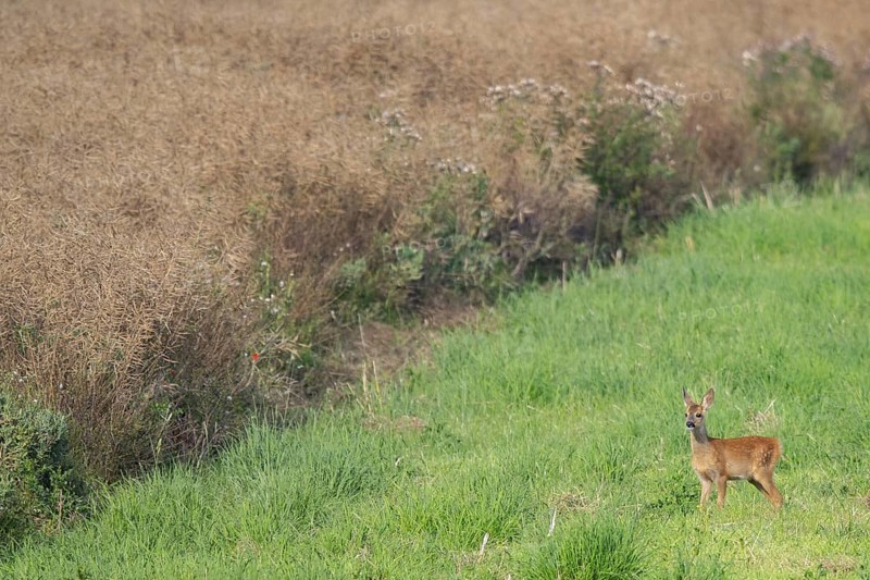 Fawn (Capreolus capreolus) at the edge of a field, Mecklenburg-Western Pomerania, Müritz region, Germany