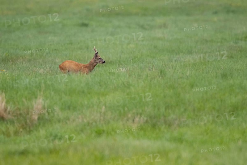Roebuck (Capreolus capreolus), Mecklenburg-Western Pomerania, Müritz region, Germany