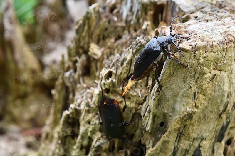 The Prionus coriarius beetle (Prionus coriarius) on dead wood