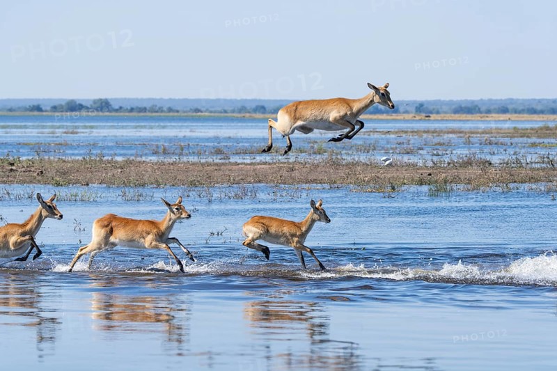 Red lechwe antelope herd (Kobus lache) runs through shallow water, splashing wildly in Chobe River. One wild animal jumps high. Chobe National Park, Botswana, Southern Africa