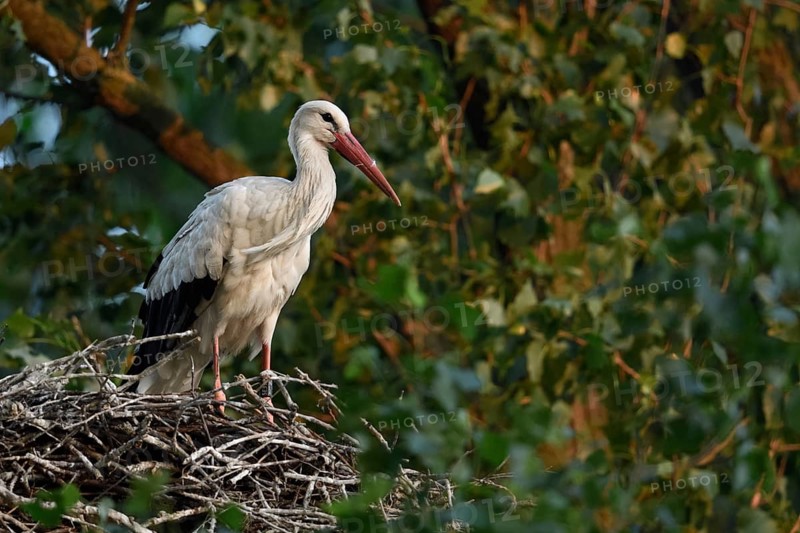 High up in the poplars... White stork (Ciconia ciconia) on its nest in a tree, young adult bird stands in its natural eyrie in the early morning light, waiting for its mate, stork ringed in the Netherlands, Meerbusch, Rhein-Kreis Neuss, North Rhine-Westphalia, Rhineland, Germany, Western Europe