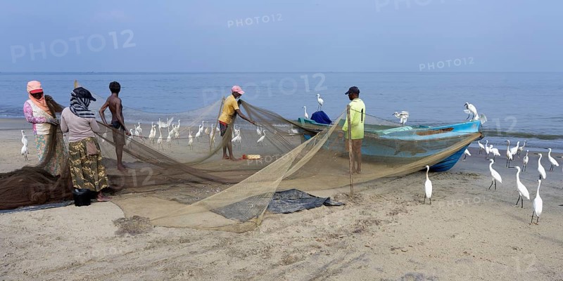 Fishermen cleaning their fishnets surrounded by little egrets on the beach, Negombo, Sri Lanka