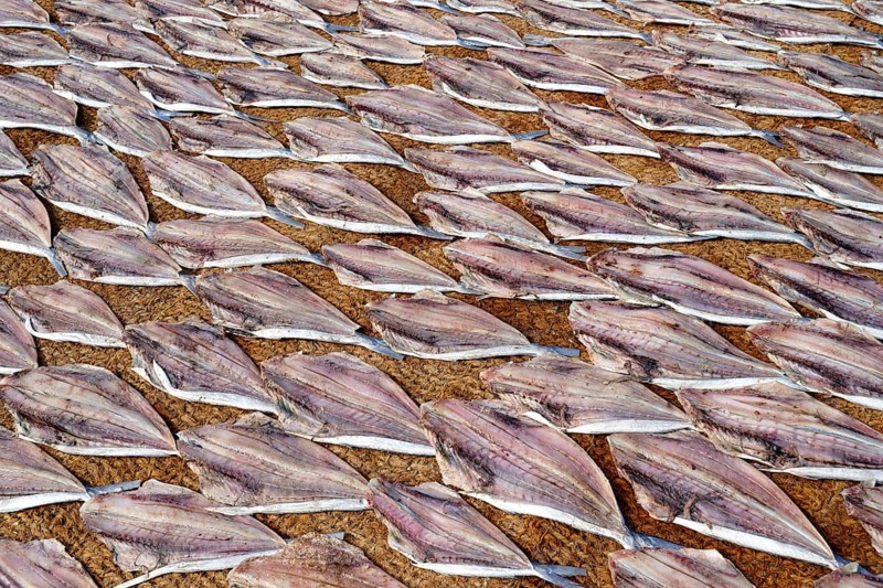 Cleaned fish drying in the sun on coconut matte, Negombo, Sri Lanka